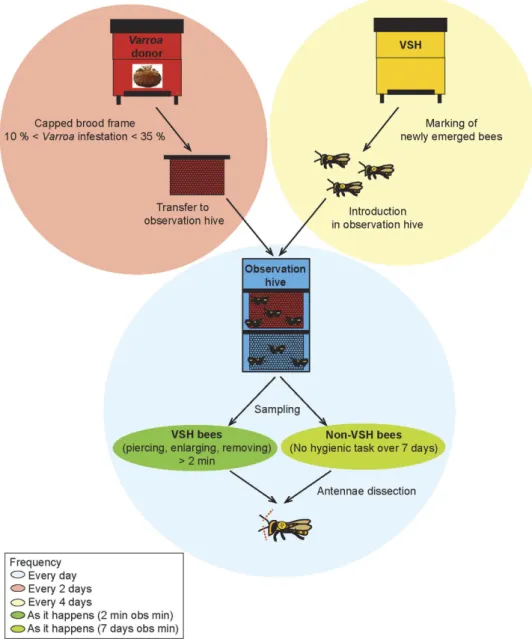 Figure 1.  Schematic illustration of the behavioural assay and sampling of VSH and NVS bees