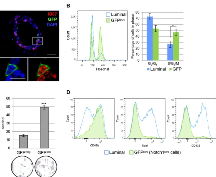 Fig 4. Notch1-expressing cells define highly clonogenic ER α neg luminal progenitors. (A) N1Cre ERT2 R26 mTmG females induced with tamoxifen at puberty (6 wk of age) and analyzed 24 h later present a high proportion of proliferative GFP pos cells (73.45 ± 