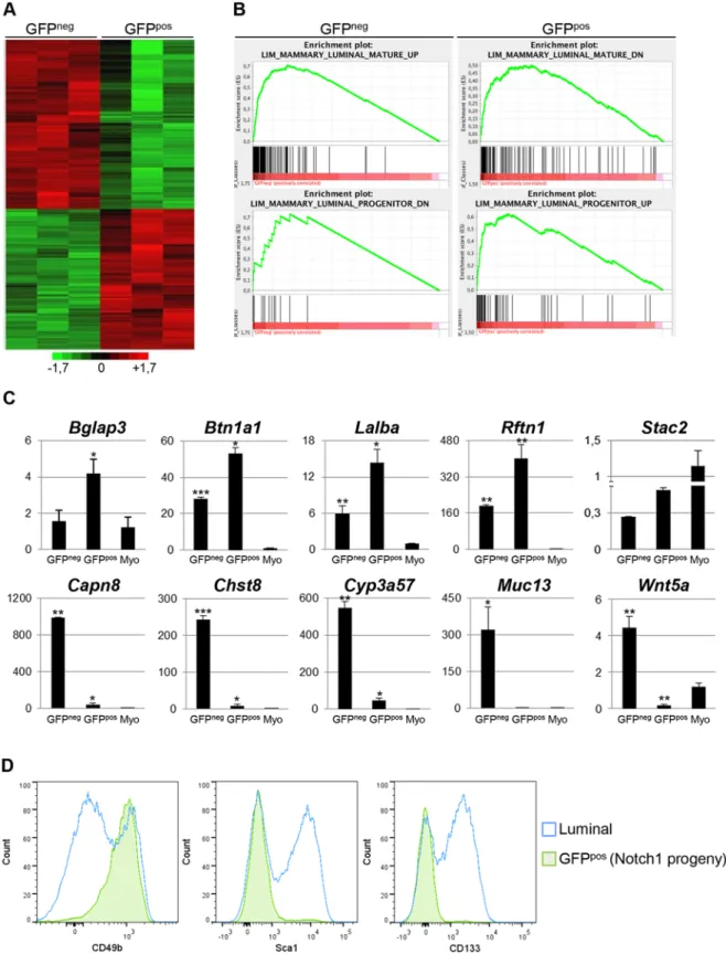 Fig 5. The transcriptional signature of ER α neg mammary luminal progenitors is conserved in their derived lineages