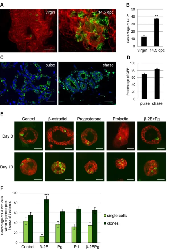 Fig 6. Notch1-expressing cells contribute to alveologenesis at pregnancy and expand in response to hormonal stimulation