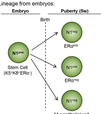 Fig 8. Proposed model for luminal cell hierarchy during mammary gland development. (A) Lineage tracing from embryos reveals that Notch1- Notch1-expressing (N1 pos ) multipotent stem cells exist only during embryonic mammary development, when they co-expres