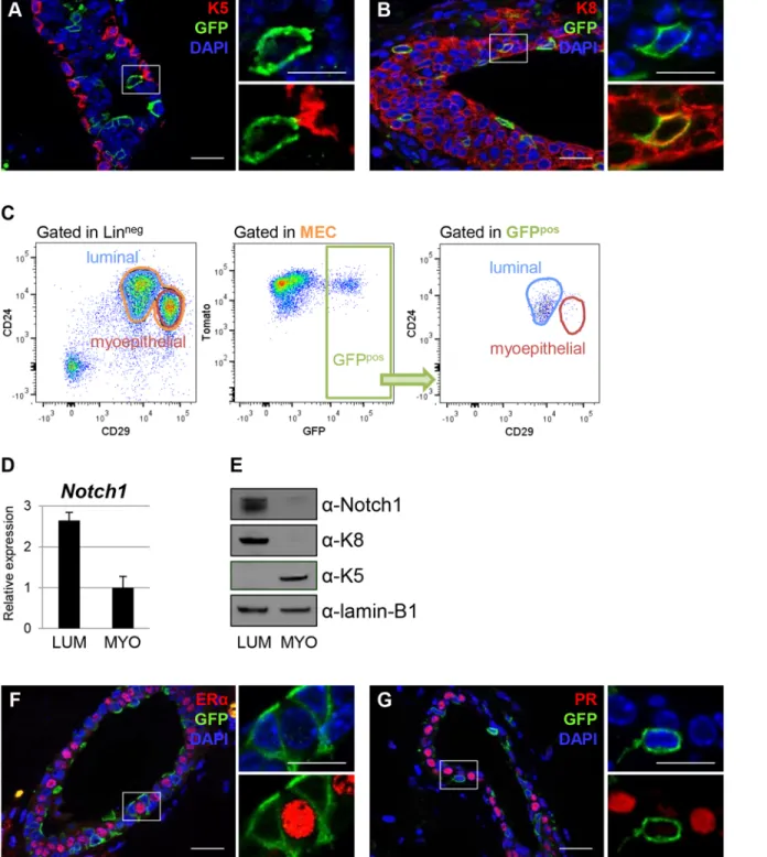 Fig 2. Notch1 expression in the postnatal mammary gland is restricted to ER α neg and PR neg luminal cells