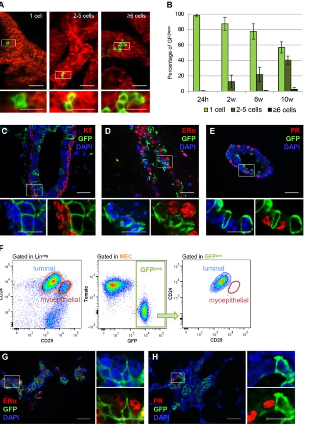 Fig 3. ER α neg luminal cells represent self-sustained mammary progenitors that clonally expand and self-renew in vivo
