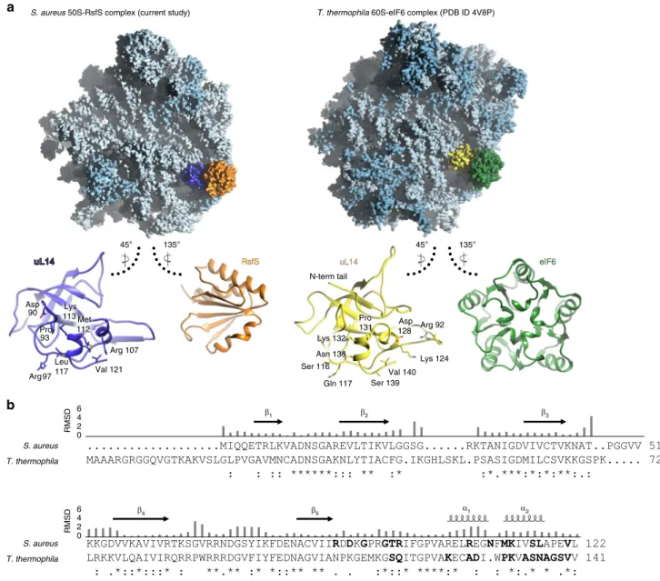 Fig. 4 Eukaryotic initiation factor eIF6 shares a similar binding site on universal ribosomal protein uL14, but has a different structure