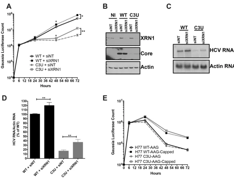 Fig 5. Effect of XRN1 depletion on wild-type and C3U HCV RNA abundances, replication, and viral protein expression