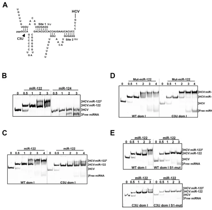 Fig 6. In vitro binding assays of HCV domain I nucleotides 1–47 with native and mutant miR-122 species