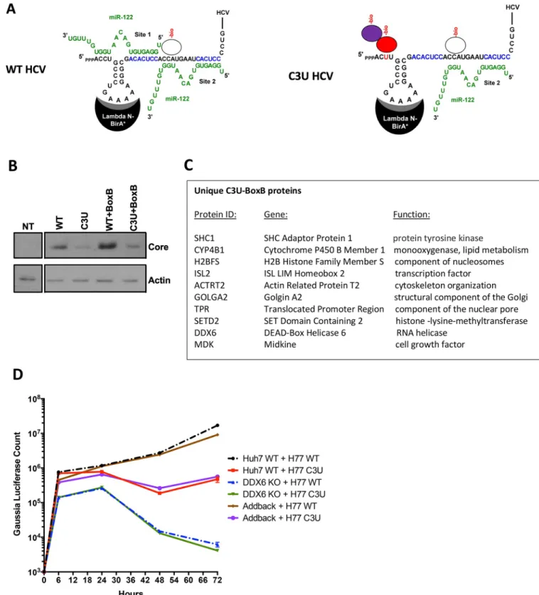 Fig 7. RNA-protein interaction detection (RAPID) approach to identify proteins that associate with C3U viral RNA in living cells