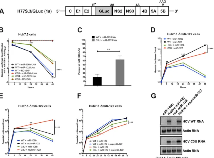 Fig 1. Effects of sequestration or loss of miR-122 on wild-type and C3U variant RNA abundances and replication