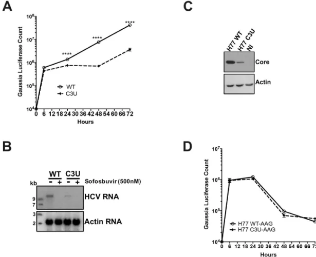 Fig 3. Effects of C3U mutation on HCV RNA replication and translation. (A) HCV RNA replication was monitored by the expression of GLuc secreted into the supernatants of wild-type and C3U RNA transfected Huh7.5 cells