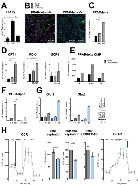 Figure 2. PPAR δ -mediated metabolic rewiring of osteoblasts. (A) Quantitative real-time PCR analysis of  PPAR isoforms ( α ,  δ  and  γ ) normalized to  β -actin in calvarial osteoblasts cultured in differentiation media  for 24 hours (n  =  3)