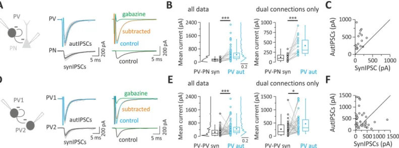 Fig 1. Layer V PV cells connect more powerfully with themselves via autaptic contacts than with other synaptic partners