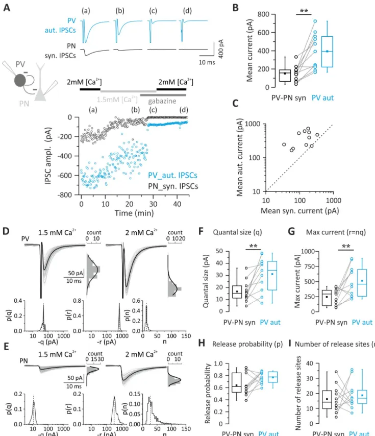 Fig 2. Quantal parameters accounting for larger unitary autaptic than synaptic connections between PV cells and PNs