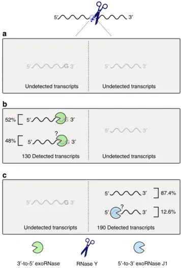 Fig. 10 Fate of the RNAs cleaved by RNase Y in S. pyogenes. RNase Y processing occurs preferentially after a G
