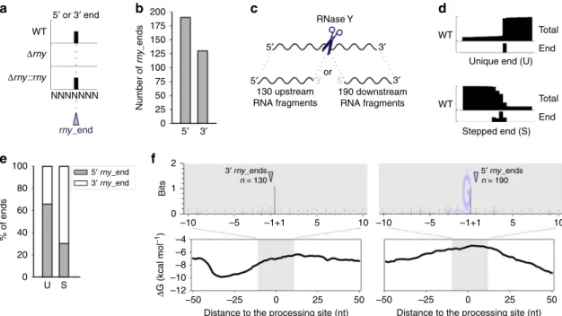 Fig. 1 RNase Y processes RNAs after a guanosine. a Representation of RNA end (5 ′ or 3 ′ ) pro ﬁ ling obtained by RNA sequencing (performed in biological triplicates)