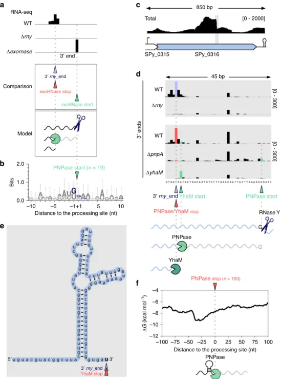 Fig. 3 RNase Y-generated RNAs are degraded by PNPase until secondary structures are encountered