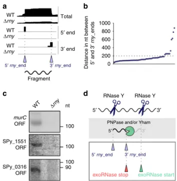 Fig. 6 Characterization of RNase Y-generated RNA fragments in the WT strain. a Representation of total, 5 ′ and 3 ′ end coverage pro ﬁ les in the WT and Δ rny strains obtained by RNA sequencing and corresponding to RNA fragments produced by RNase Y