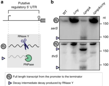 Fig. 8 RNase Y initiates the exoRNase-mediated degradation of putative regulatory 5 ′ UTRs