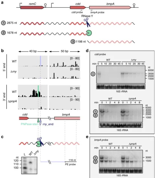 Fig. 9 The concerted action of RNase Y and PNPase is responsible for the differential RNA stability of the rsmC-cdd-bmpA operon