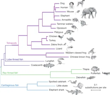 Figure 1 | A phylogenetic tree of a broad selection of jawed vertebrates shows that lungfish, not coelacanth, is the closest relative of tetrapods.