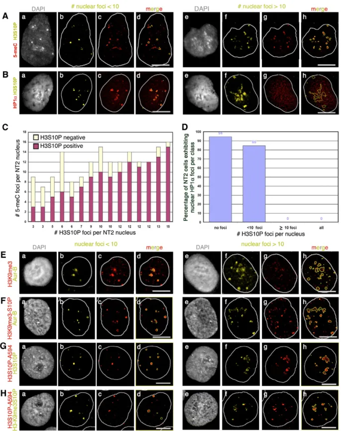 Fig. 5. Heterochromatic nature of large pericentromeres in nuclei exhibiting no more than ten H3S10P or Aur-B foci