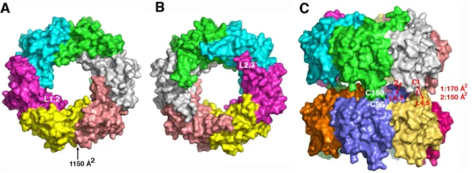 Figure 6. Hcp1 G96C/S158C tube formation as shown by in vivo disulfide bond formation and Electron Microscopy