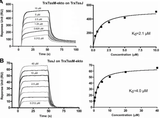 Figure 3. Measure of the interaction between TssM-ekto and TssJ by Surface Plasmon Resonance