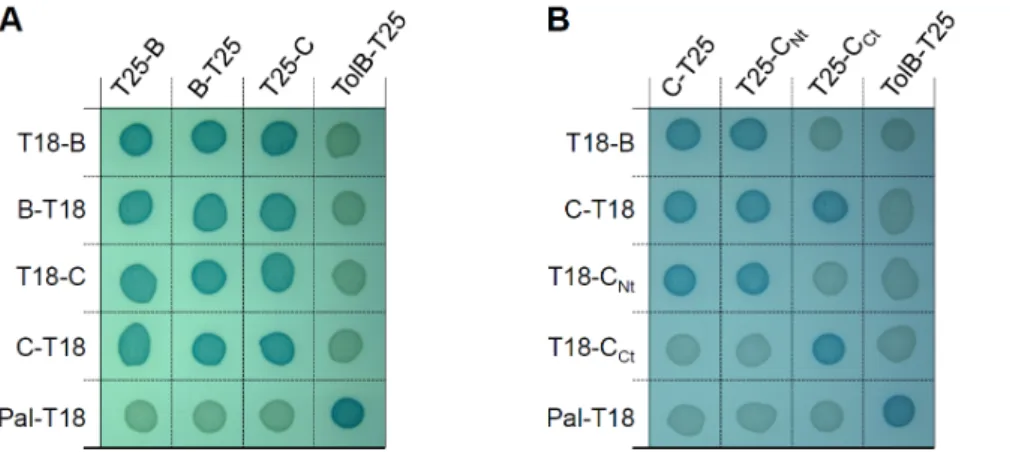 Figure 2. The a-helix located between residues 104 and 130 of TssB1 is required for T6SS function and interaction with TssC1