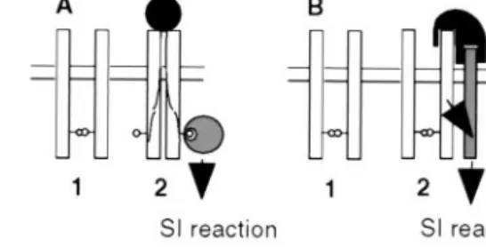 Fig. 5. Two models for the molecular mechanism of signal transduction via SRK in the SI response