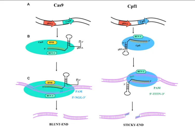 FIGURE 1 | Illustrative diagram of Cas9 and Cpf1 activities. The target specificity is given by the 17-20 nt located at the 5 0 end of the sgRNA sequence