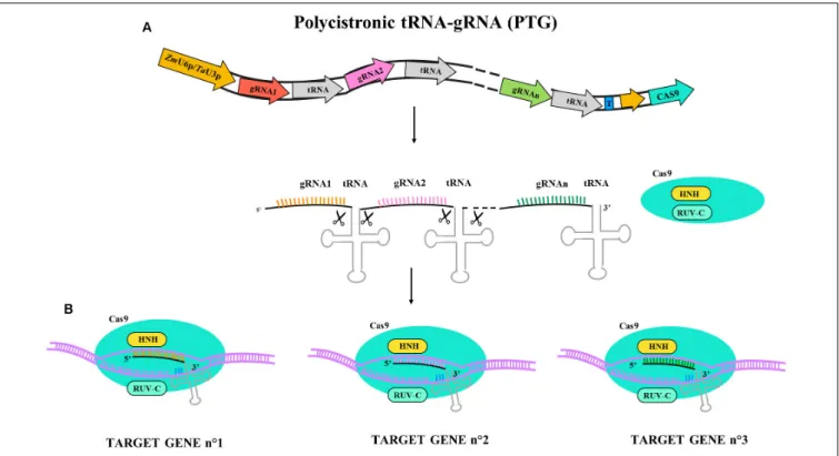 FIGURE 2 | Illustrative diagram of polycistronic tRNA-gRNA (PTG) gene construct and targeting activity for Cas9