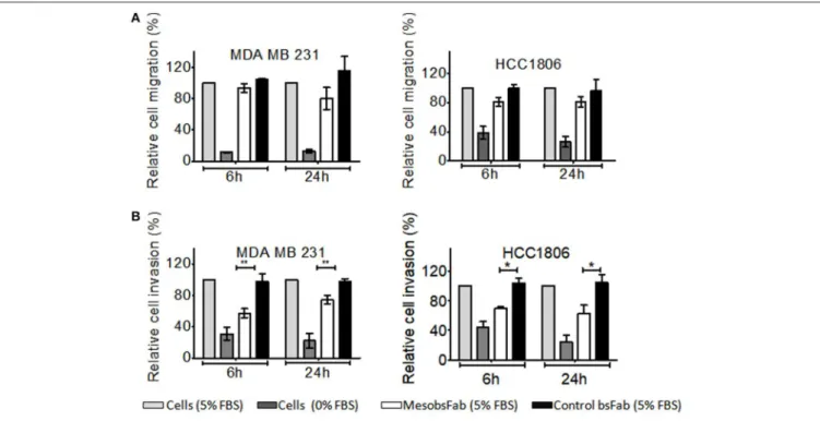 FIGURE 1 | MesobsFab binding to mesothelin reduces HCC1806 invasiveness. Effect of MesobsFab or control bsFab (50 nM) on the migration and invasion of MDA MB 231 and HCC1806 cells