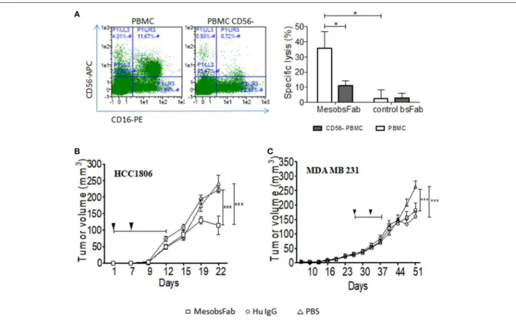 FIGURE 6 | MesobsFab antitumoral efficacy in vivo. (A) Left panel: frequency of CD56+CD16+ cells in PBMC before and after depletion of CD56 cells
