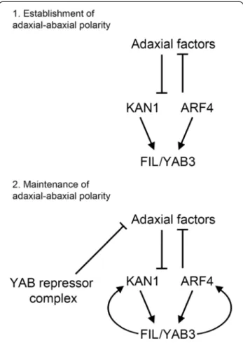 Figure 6 Model for YAB function during the early stages of leaf development. Adaxial-abaxial patterning is established during the early stages of leaf development and is closely associated with the onset of FIL/YAB3 expression