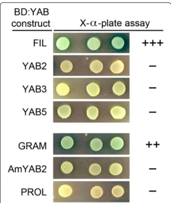Figure 1 YAB transcriptional activity in yeast. Three
