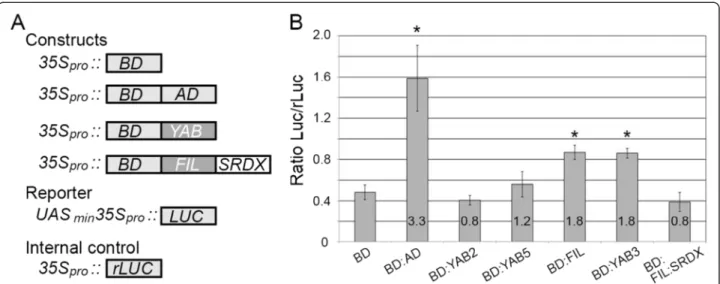 Figure 2 Transcriptional activities of vegetatively expressed YAB proteins. (A) Outline of constructs used for transactivation assays