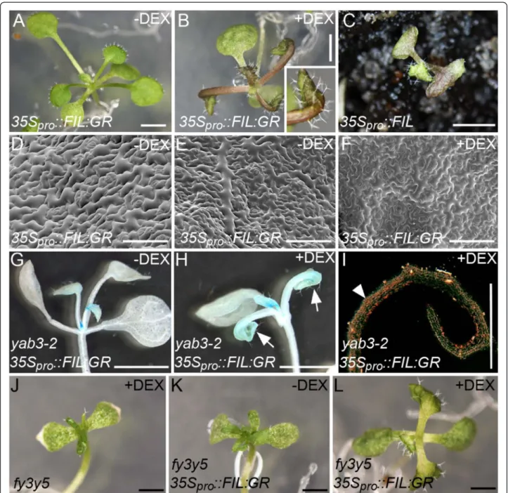 Figure 3 Vegetative phenotypes associated with steroid-induced constitutive activation of FIL