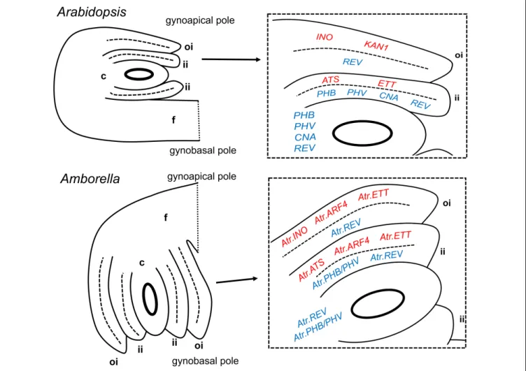 FIGURE 2 | Summary of expression patterns of ovule integument regulators in Arabidopsis thaliana and Amborella trichopoda