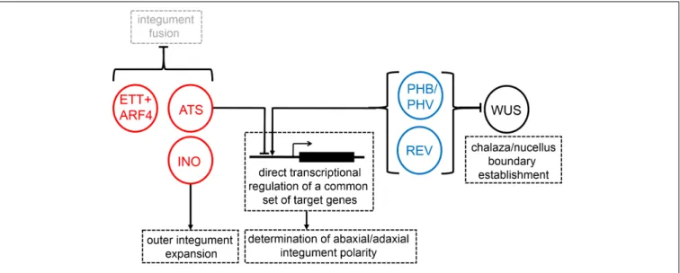 FIGURE 3 | A partial reconstruction of the molecular mechanisms of integument development in the most recent common ancestor of living flowering plants.