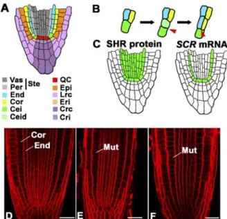 Figure 1. The SHR Pathway Is Essential for Stem Cell Specification and Radial Patterning of the Root