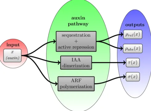 Fig 10. Module specific regulation. Different modules regulate specific outputs of the pathway.