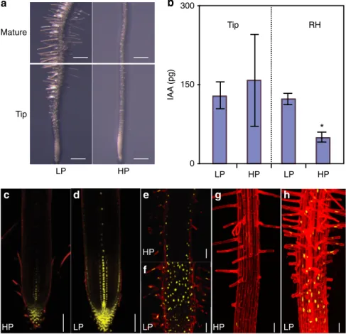 Fig. 1 Root hair elongation is a conserved response to low P in Arabidopsis and results in IAA accumulation in the root tip