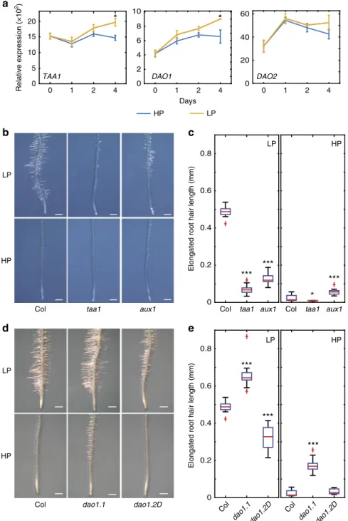Fig. 2 Auxin homeostasis is crucial for root hair elongation under low P. a Genes regulating Auxin biosynthesis ( TAA1 ) and auxin degradation ( DAO1 , DAO2 ) are upregulated under low P (LP) conditions