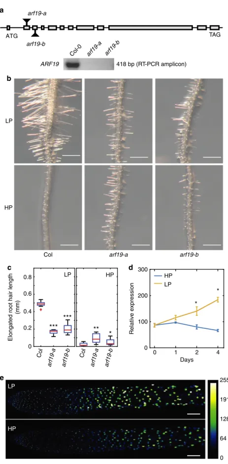 Fig. 4 Auxin Response Factor ARF19 regulates root hair elongation under low P in Arabidopsis 