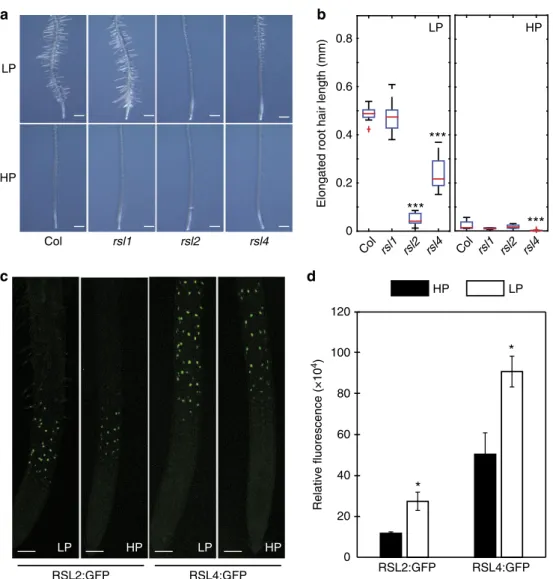 Fig. 5 bHLH transcription factors RSL2 and RSL4 are involved in low P responsive RH elongation in Arabidopsis 