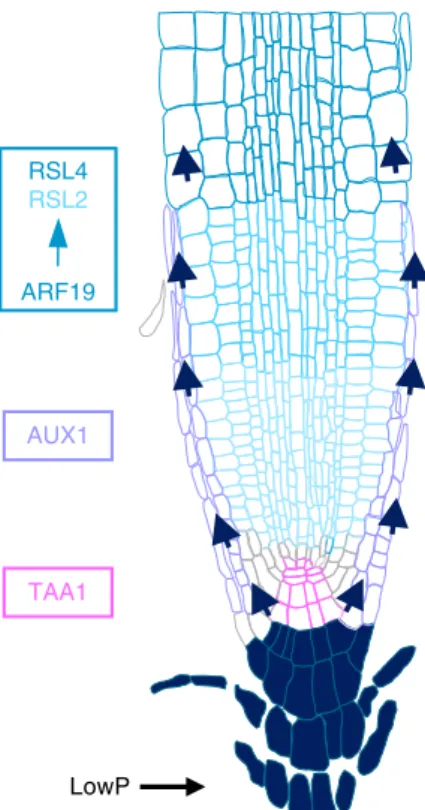 Fig. 6 Model for root hair elongation under low P. Low P elevates IAA levels in the root apex facilitated by TAA1 mediated auxin synthesis and AUX1 dependent auxin transport