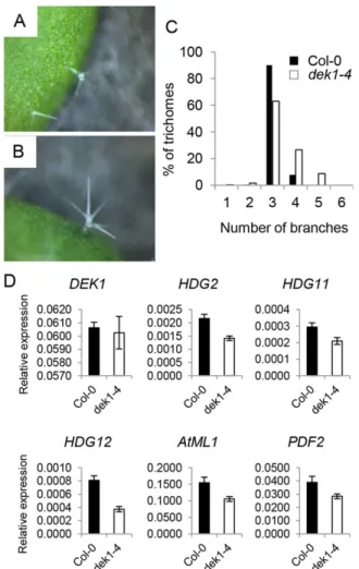 Fig. 2. dek1-4 mutants show reduced expression of differentiation- differentiation-promoting HD-ZIP IV TF-encoding genes