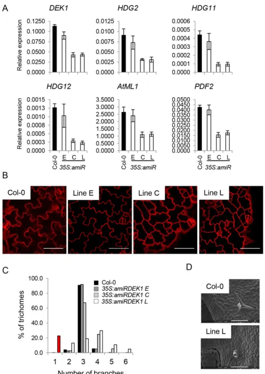 Fig. 3. DEK1 transcript levels correlate with HD-ZIP IV gene expression and with epidermal phenotypes