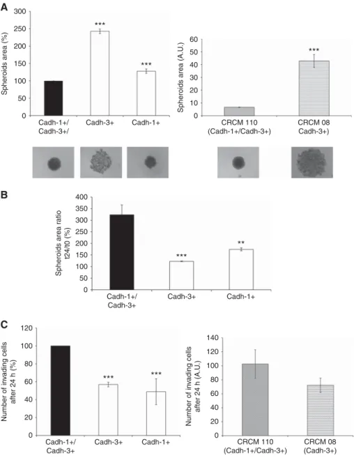 Figure 4. Both cadherin-1 and cadherin-3 regulate cancer cell invasion. (A) The impact of cadherins expression on cell–cell adhesion properties was assessed by a spheroid formation assay