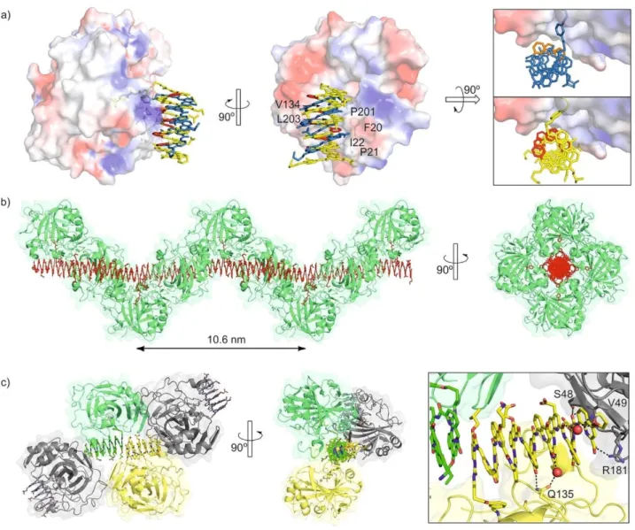 Figure 2. Structures in the solid state of HCA-4 (PDB# 6Q9T) and HCA-2 2  (PDB# 6HZX)
