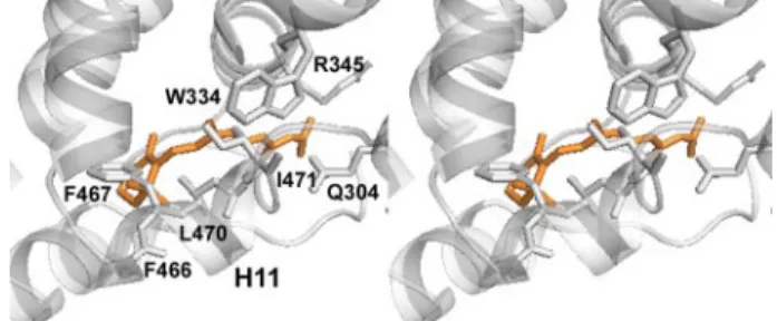 FIGURE 6. Ligand binding cavity of HsRXR ␣ . Shown is a stereoview of the residues filling the AmphiRXR pocket superposed to 9-cis-RA (in orange), as observed in the holo-HsRXR ␣ crystal structure.